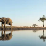 Bocvana & Zimbabve