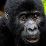Uganda & Ruanda